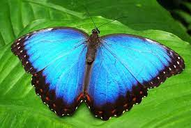 borboleta
